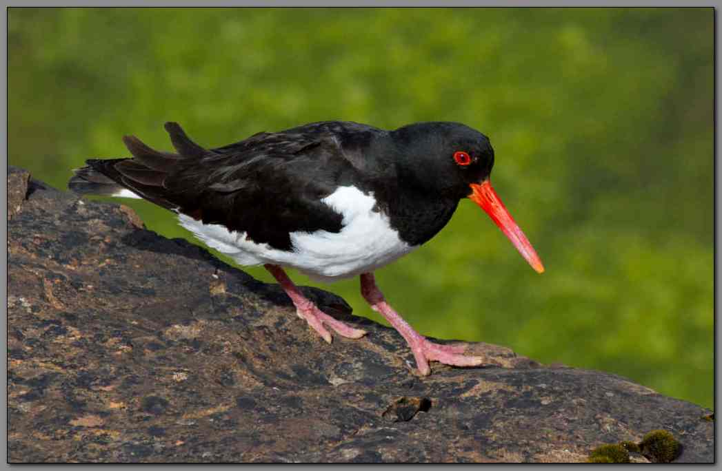 Oystercatcher