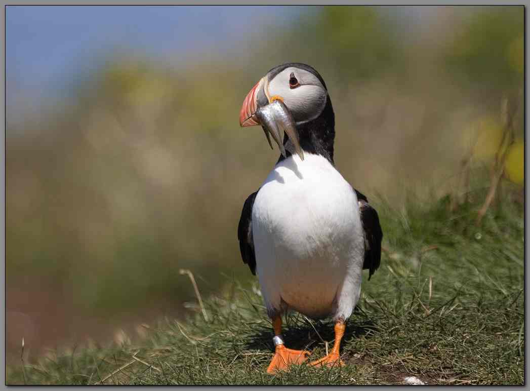 Puffin with sand eels