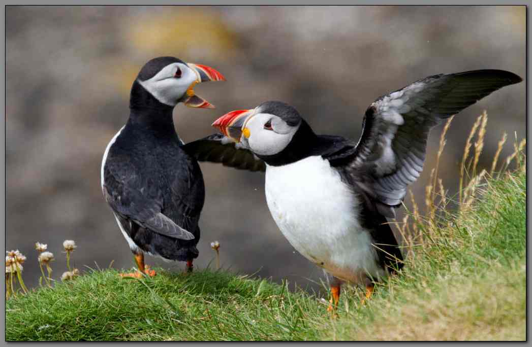 Puffins Displaying