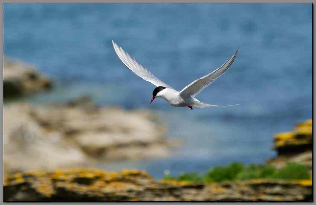 Arctic Tern