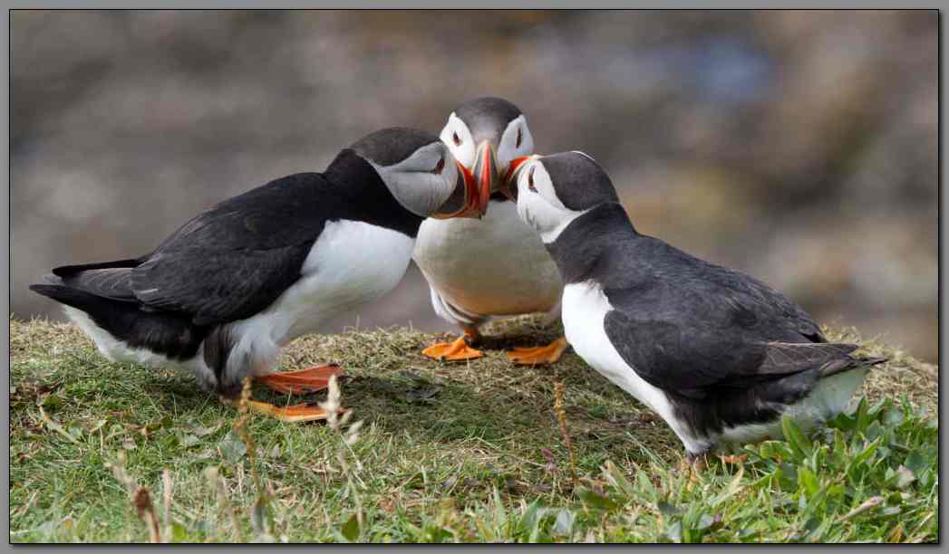 Puffins