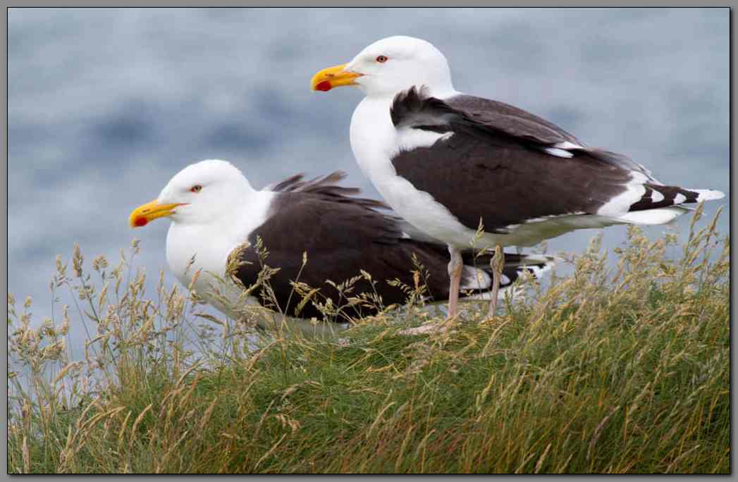 Gulls