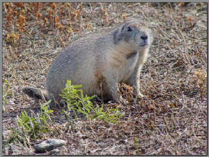 Prairie Dog