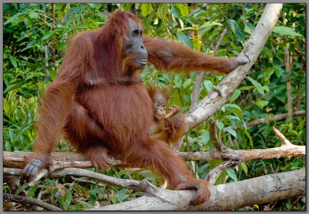 Orangutan