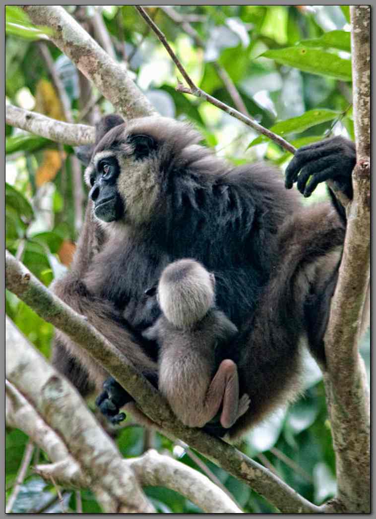 Bornean Gibbon