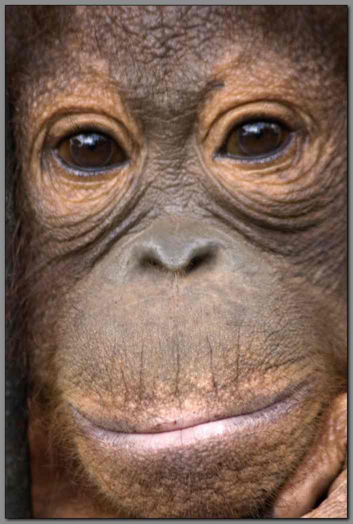 Orangutan