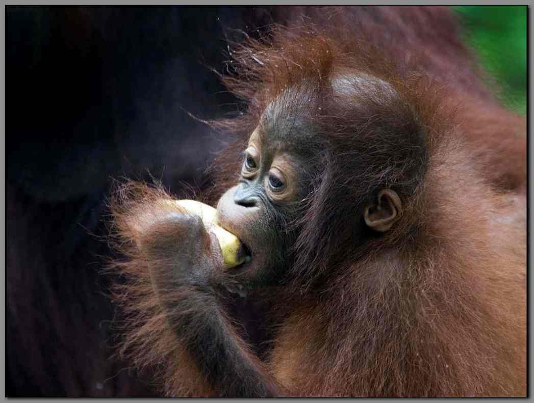 Orangutan