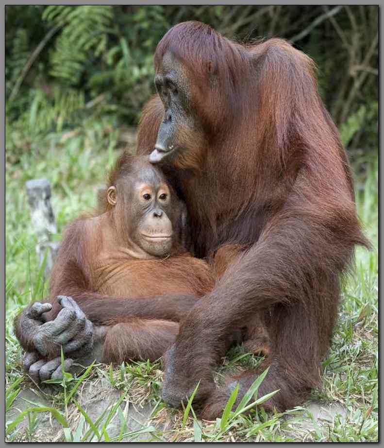 Orangutan