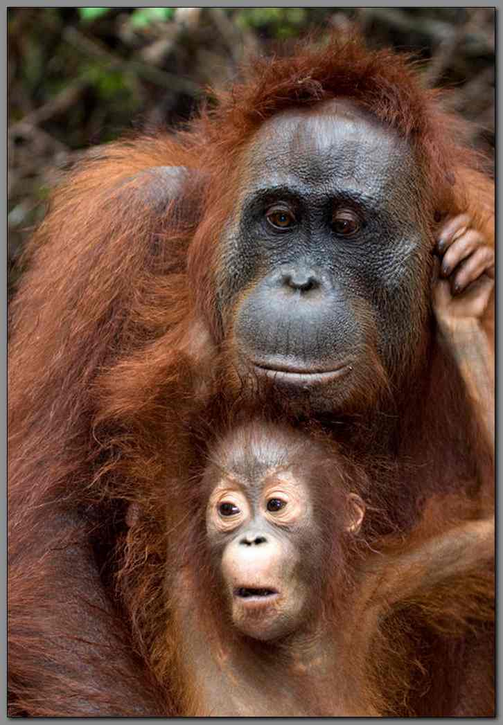 Orangutan