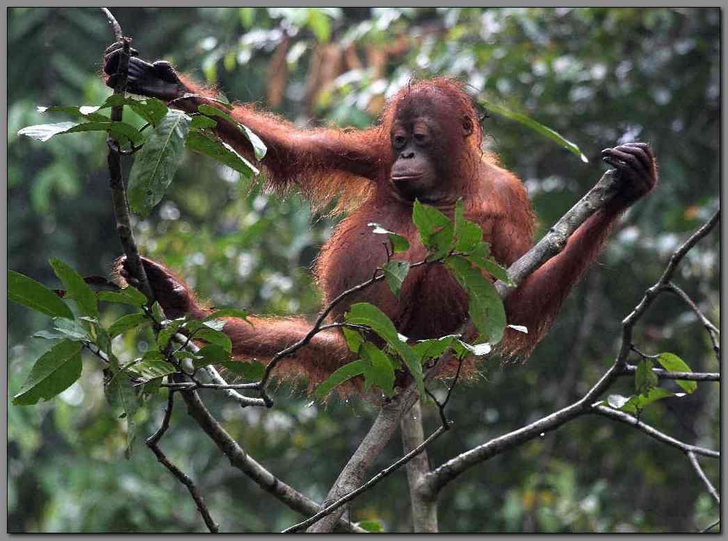 Orangutan