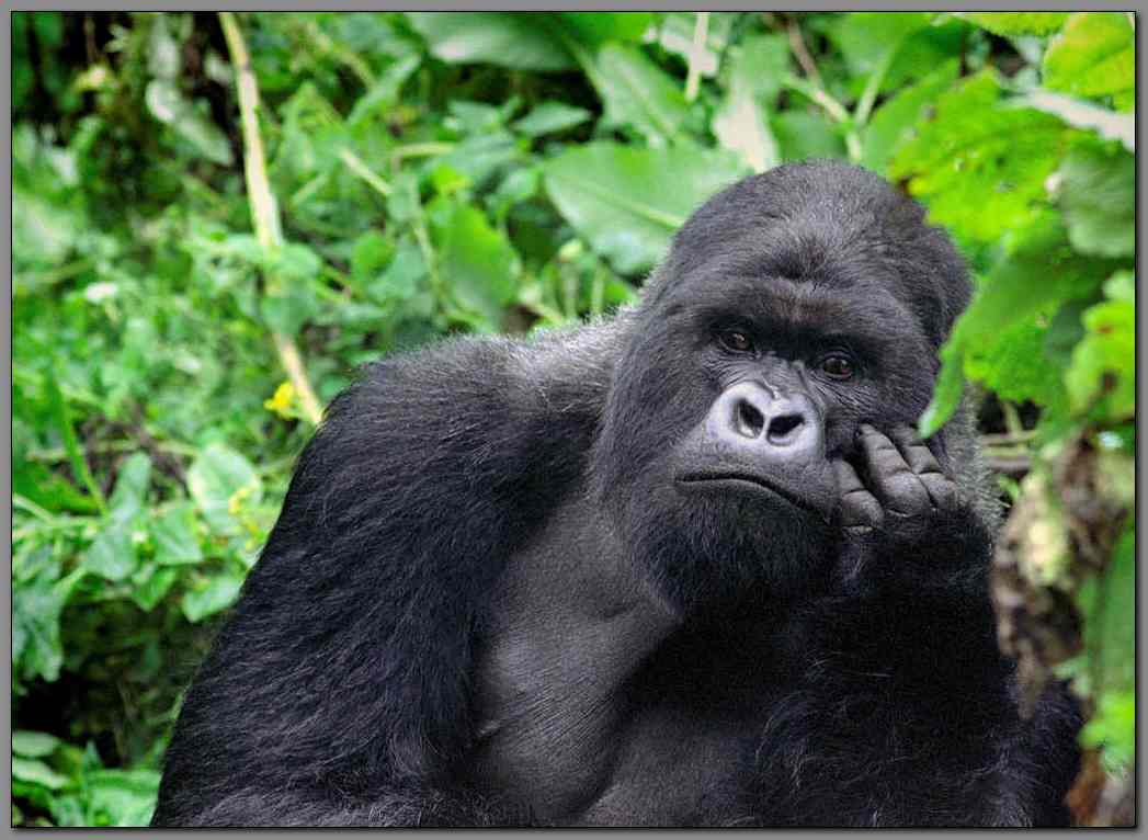 Mountain Gorilla