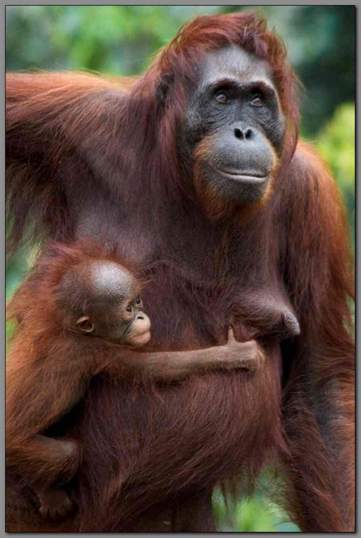 Orangutan