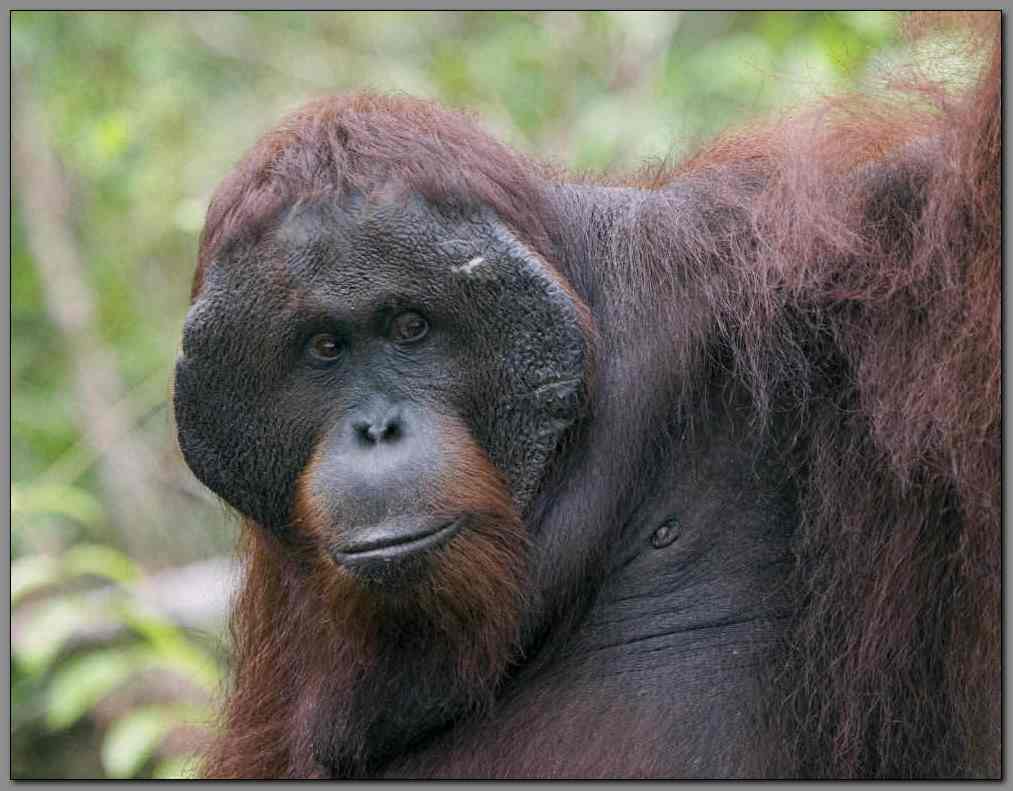 Orangutan