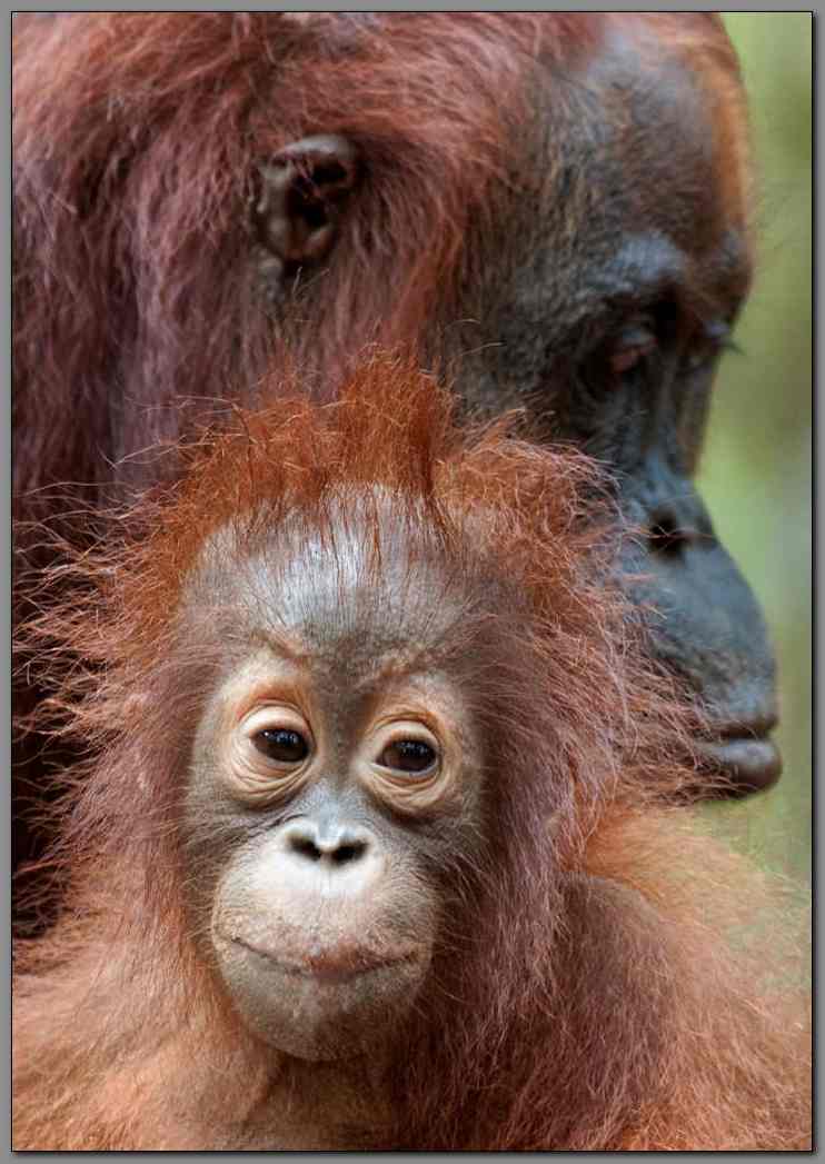 Orangutan
