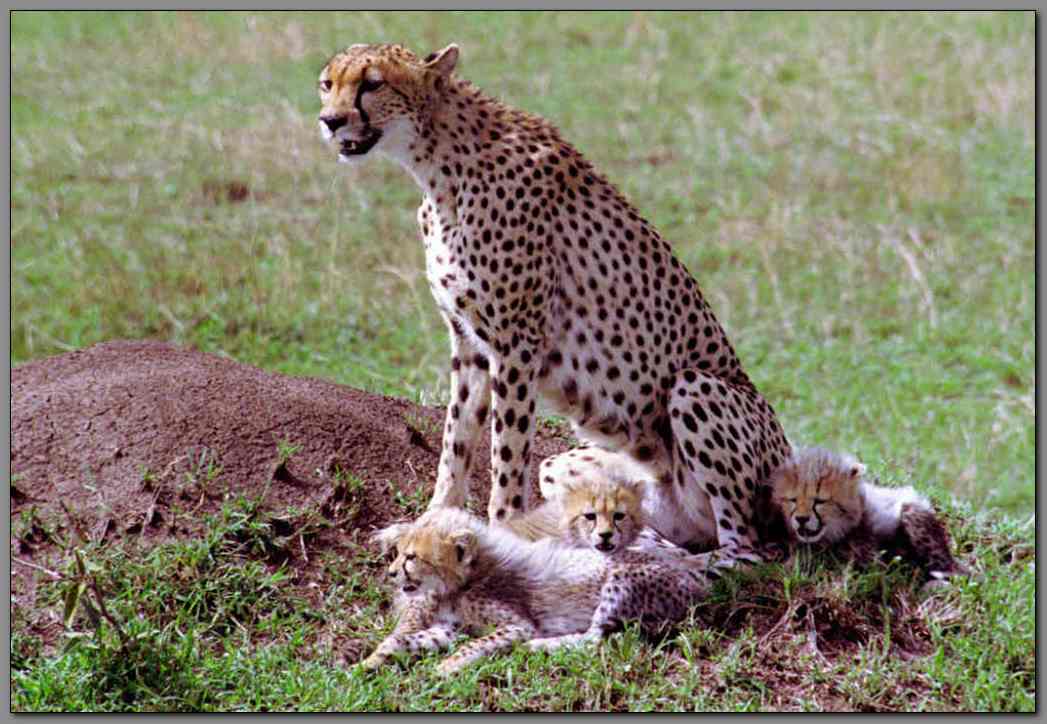 Cheetah