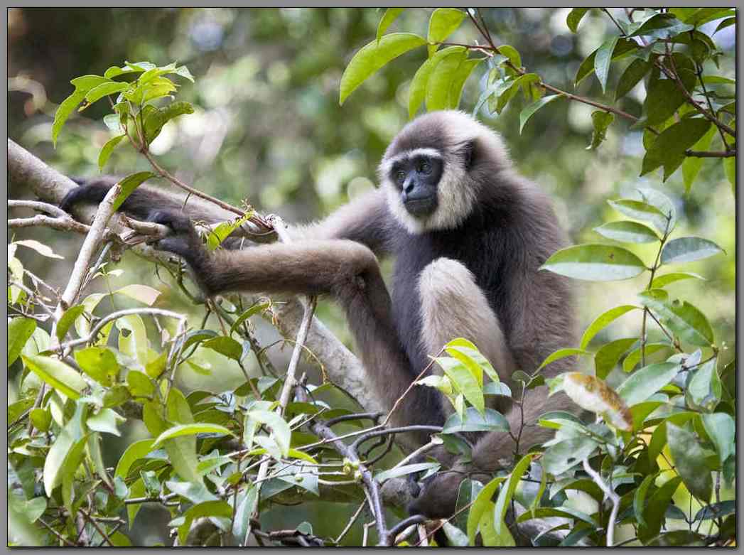 Bornean Gibbon